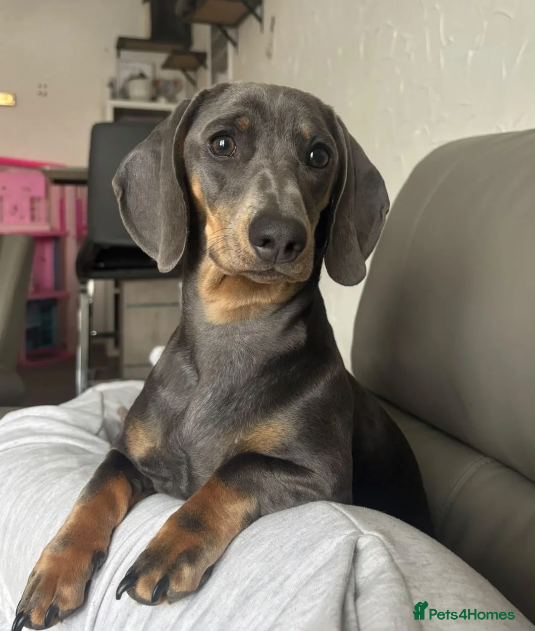 Dachshund dogs for sale: KC Registered Pink/Carrier Miniature Dachshund in Stanford-le-Hope - Advert 1
