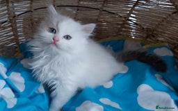 Ragdoll cats for sale: RAGDOLLS BICOLOUR BOY GIRLS BLUE EYES READY NOW  - Advert 23