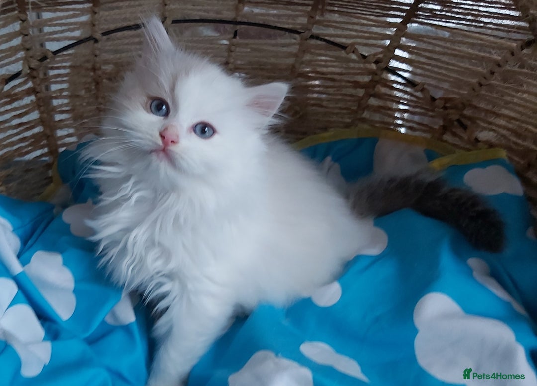 Ragdoll cats for sale: RAGDOLLS BICOLOUR BOY GIRLS BLUE EYES READY NOW  - Advert 23
