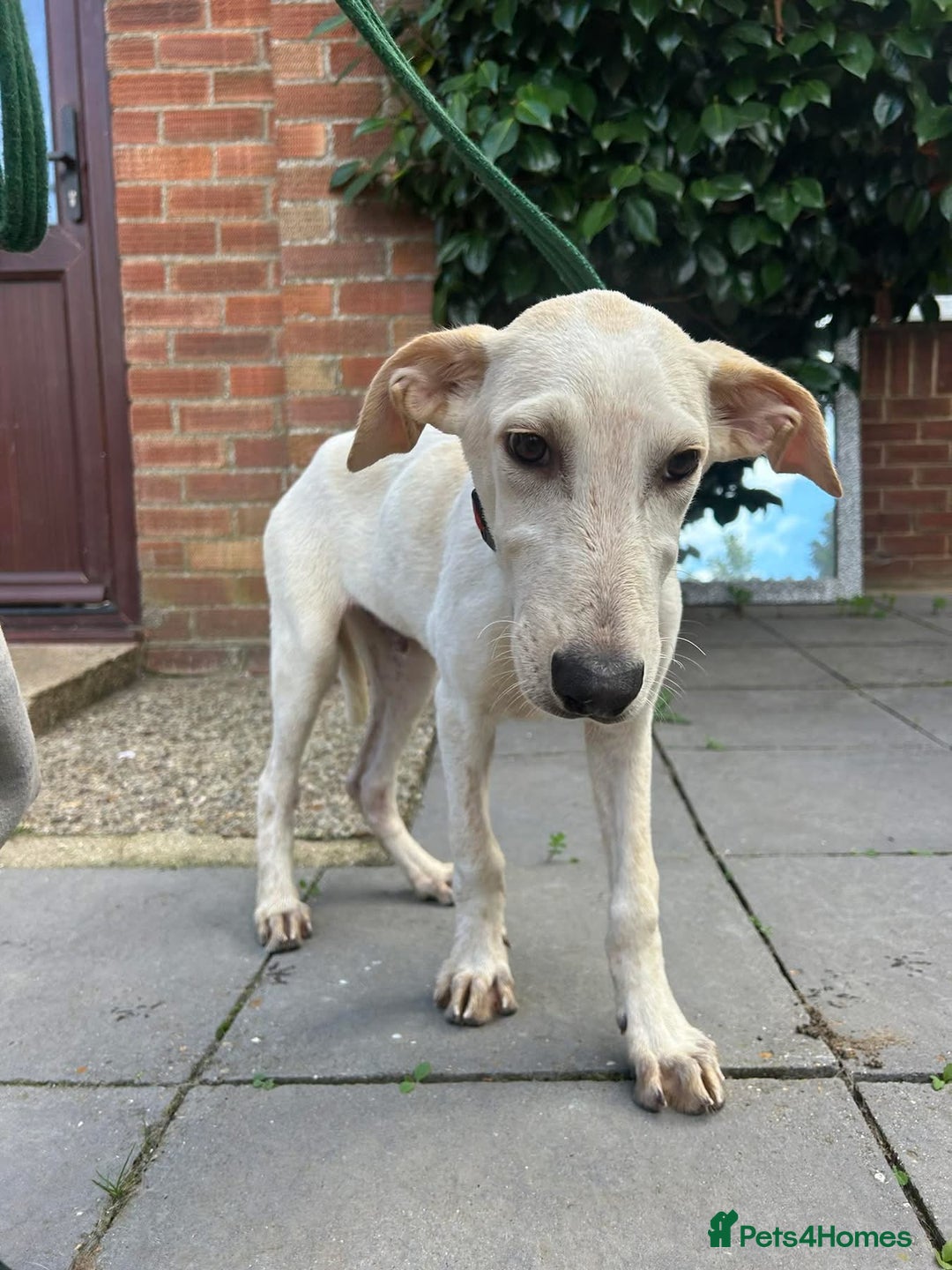 Mixed Breed dogs for adoption: Cheddar - Norwich Norfolk  - Image 13