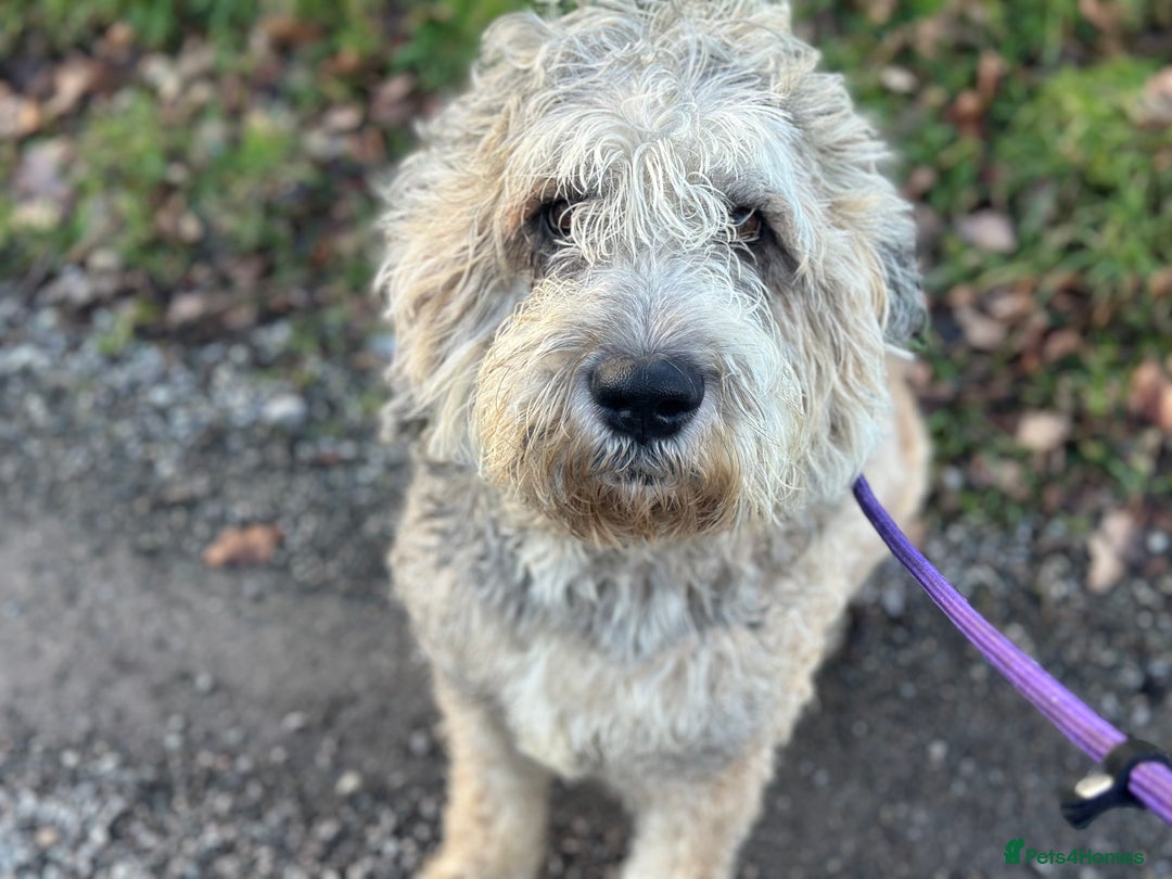 Mixed Breed dogs for sale: F1 SAINTBERNADOODLE GIRL - Advert 4