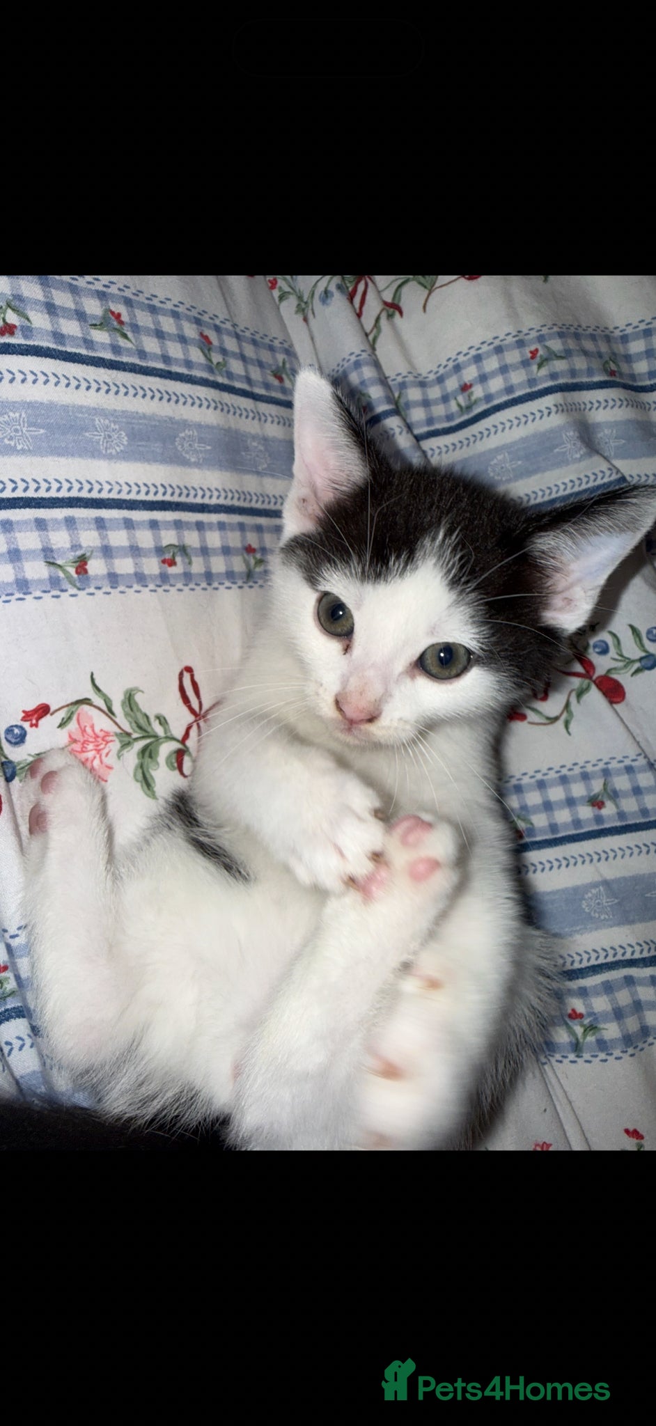 Mixed Breed cats 3 male kittens - Advert 11