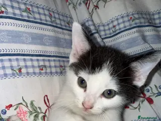 Mixed Breed cats 3 male kittens - Advert 11