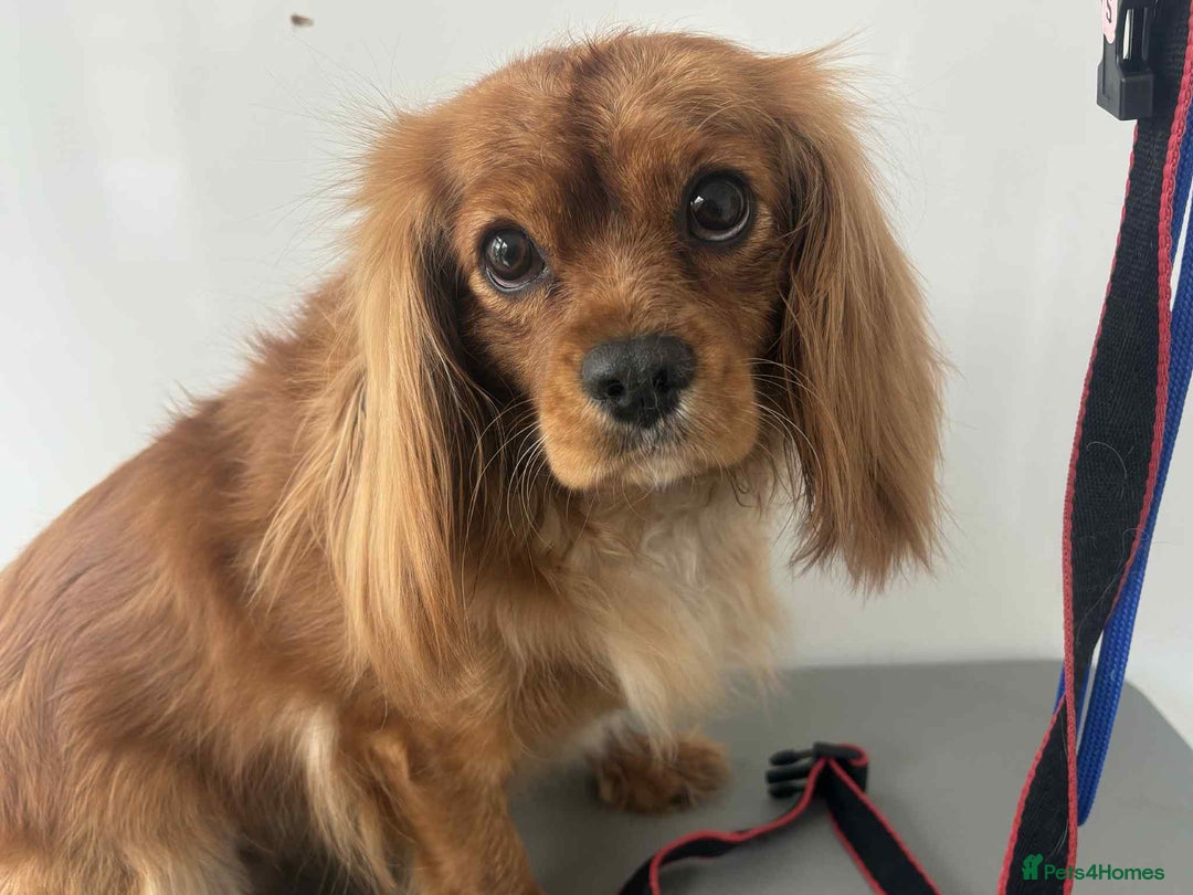 Cavalier King Charles Spaniel dogs for sale: Cavalier king charles puppies  - Advert 27