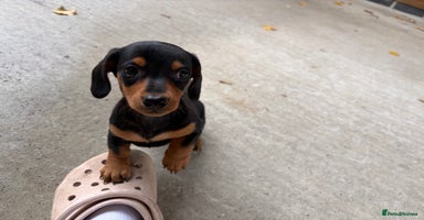 Miniature Dachshund dogs - Advert 2