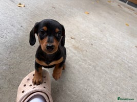 Miniature Dachshund dogs - Advert 5