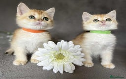 British Shorthair cats for sale: Beautiful British Shorthair kittens 🫶 - Image 17