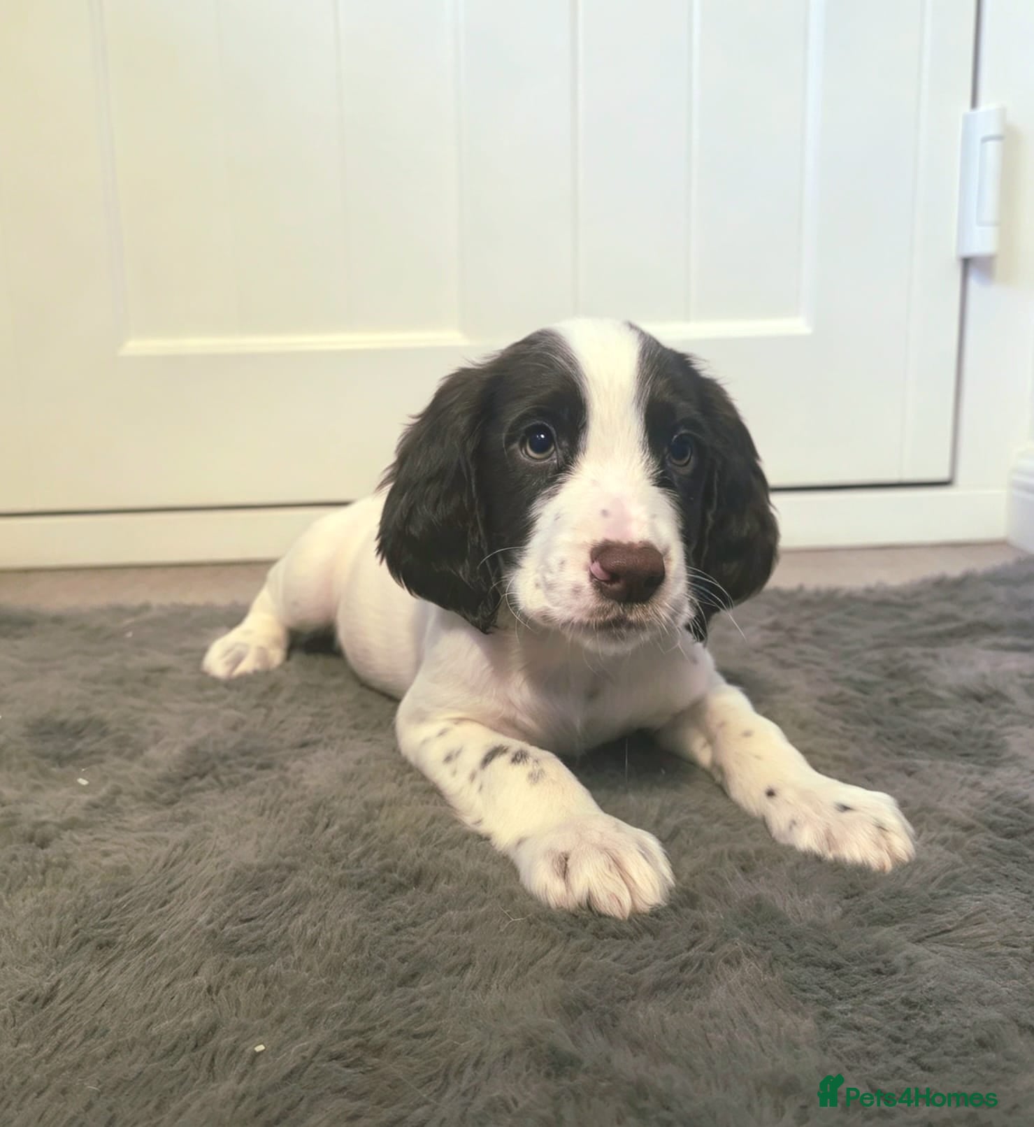 Cocker Spaniel dogs READY Now 1st vacc working cockers - Advert 2