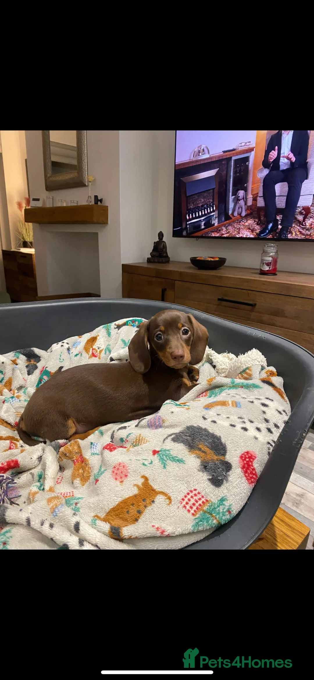 Miniature Dachshund dogs for sale: Miniature dachshund 14wks female  in Nuneaton - Advert 2