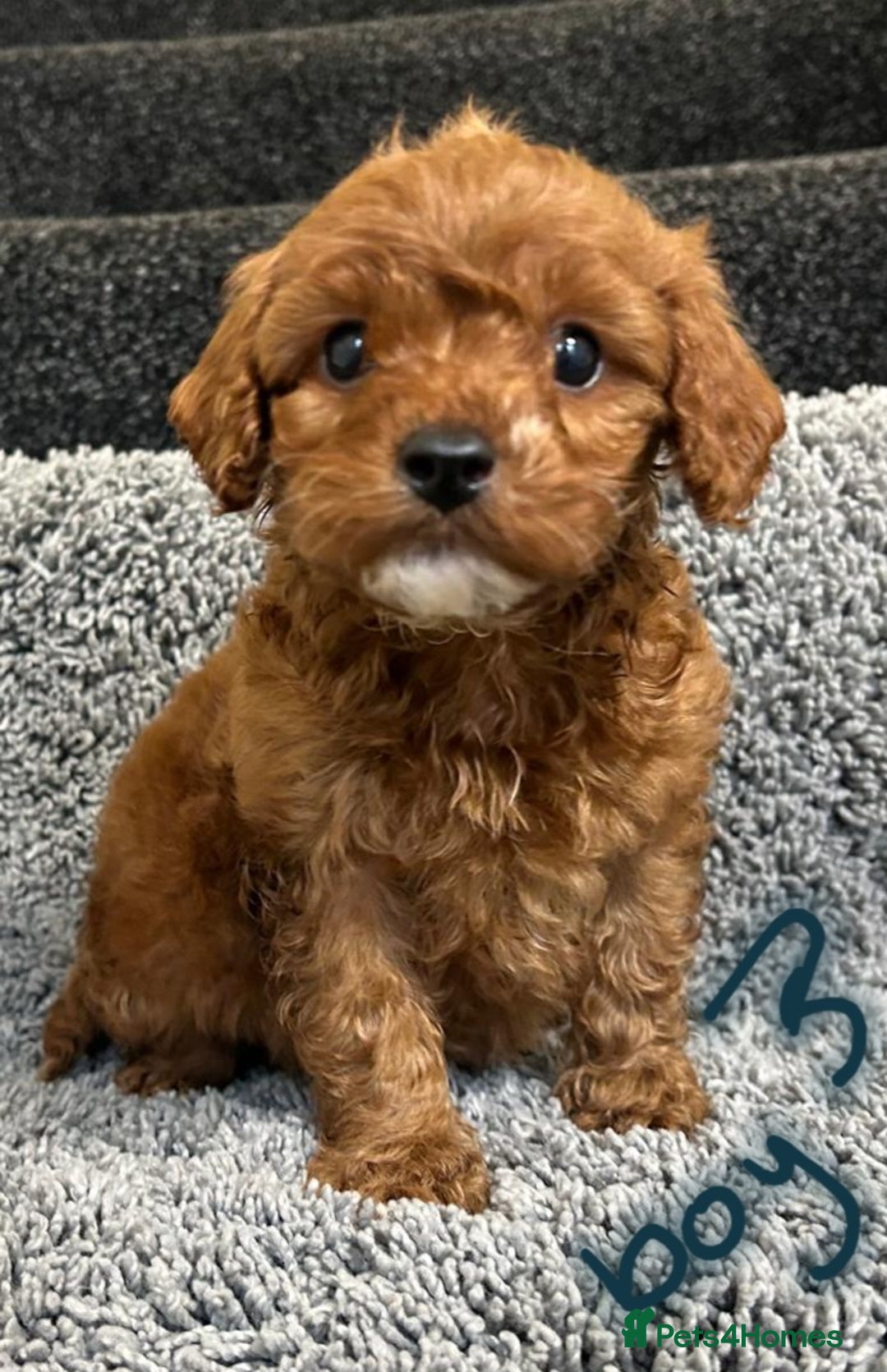 Cavapoo dogs for sale: Cavapoo puppies 🐶 FULLY HEALTH TESTED✅️  - Image 5