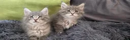 Maine Coon cats for sale: Maine coon kitten  - Advert 19
