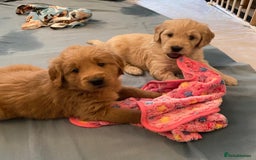 Goldendoodle dogs for sale: Golden doodle puppies ready 12th September  - Image 18
