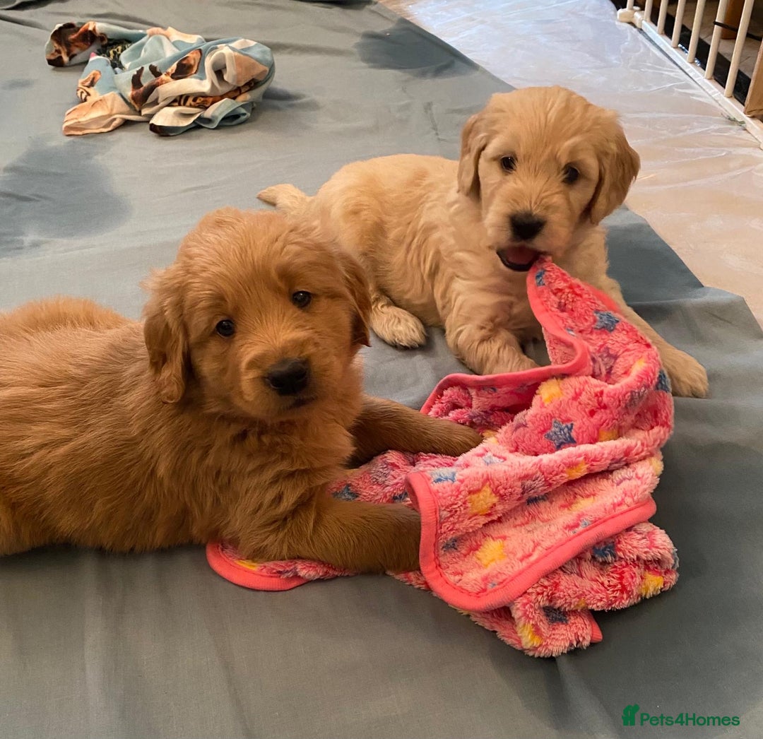 Goldendoodle dogs for sale: Golden doodle puppies ready 12th September  - Image 18