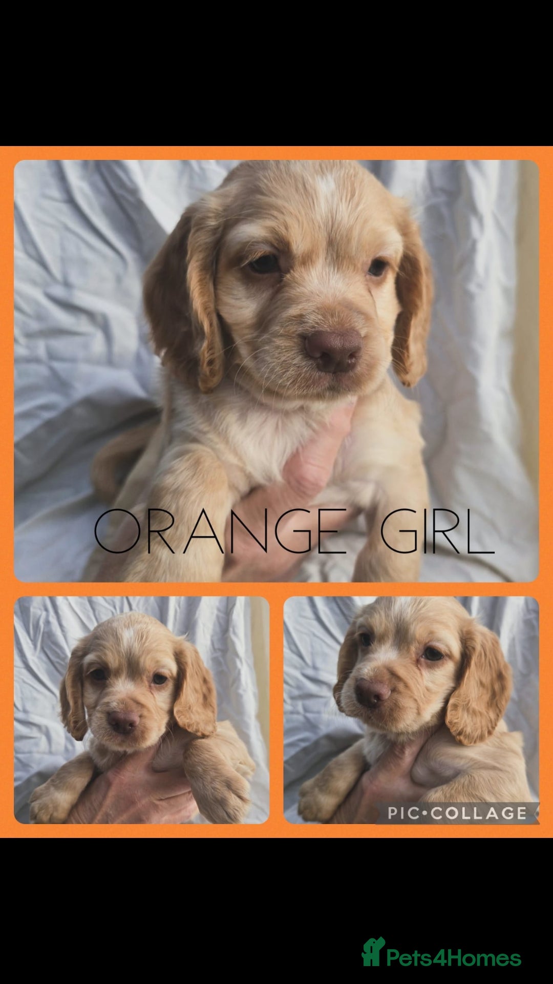 Cocker Spaniel dogs for sale: Top KC working cocker spaniels - Image 6