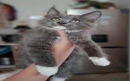 Maine Coon cats for sale: Purebred Maine Coon Kittens–Champion Bloodlines 🐾 - Image 5