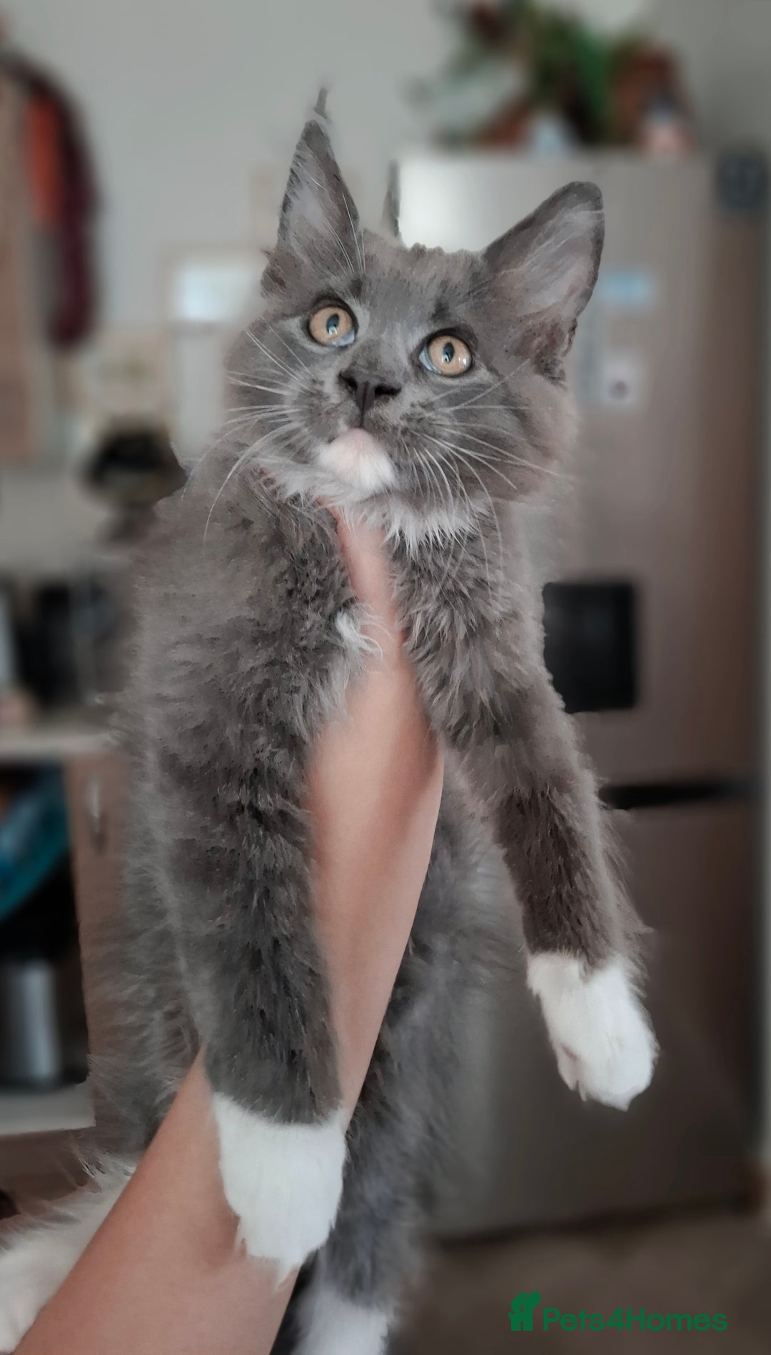 Maine Coon cats for sale: Purebred Maine Coon Kittens–Champion Bloodlines 🐾 - Image 5