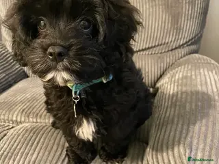 Cavapoo dogs Cavapoo boy for sale in Northallerton - Advert 2