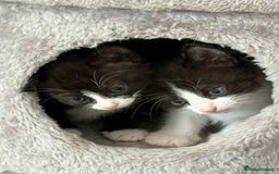 British Shorthair cats for sale: 2 kittens for sale  - Image 3