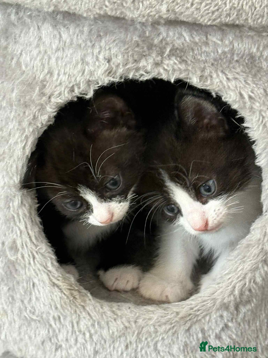 British Shorthair cats for sale: 2 kittens for sale  - Image 3