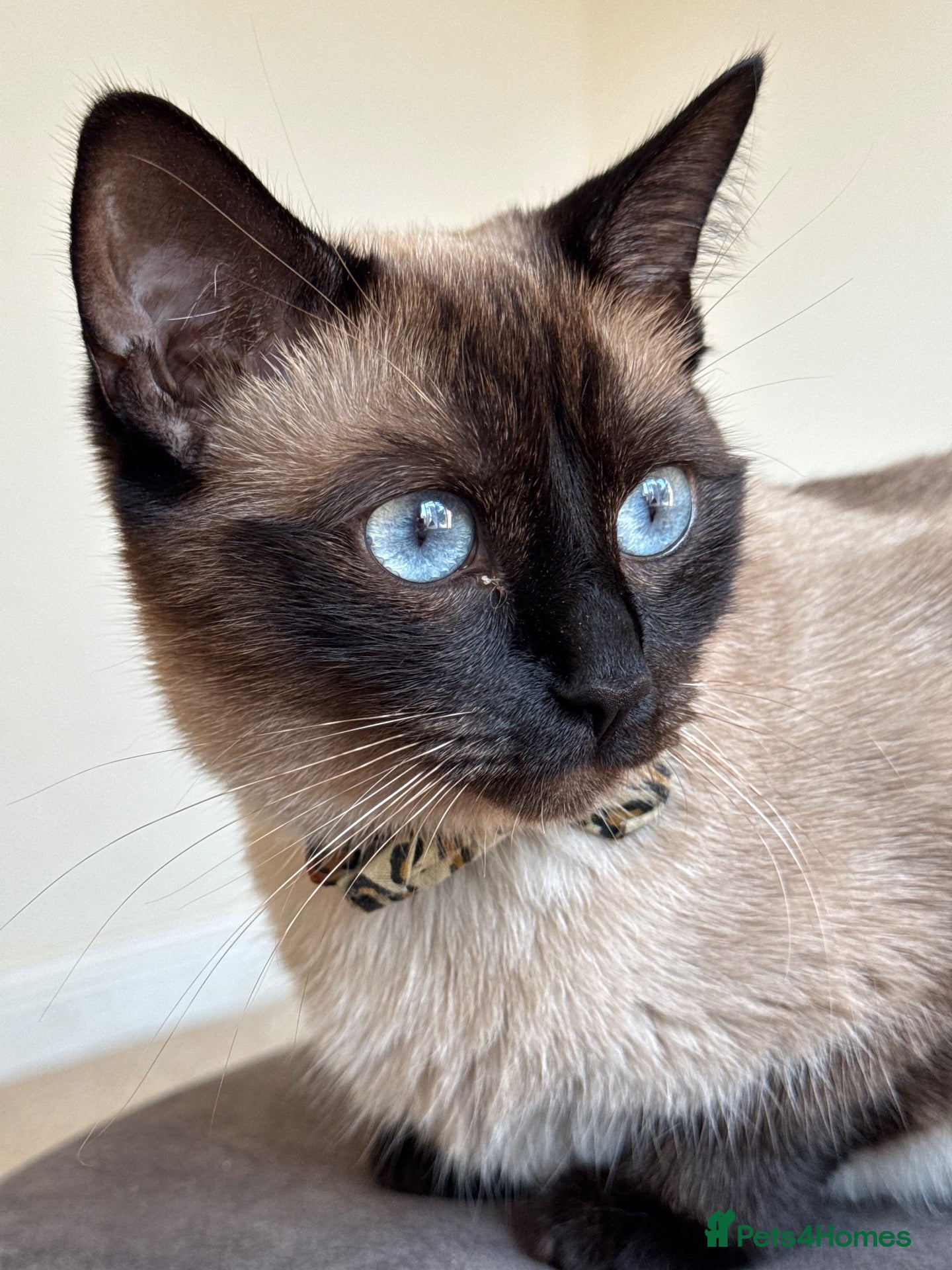 Mixed Breed cats Ragdoll X Bengal X Mainecoon mix kitten - Advert 1