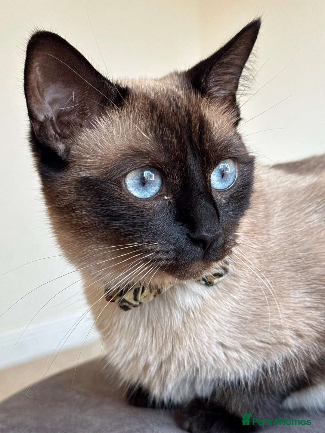 Mixed Breed cats for sale: Ragdoll X Bengal X Mainecoon mix kitten - Advert 1