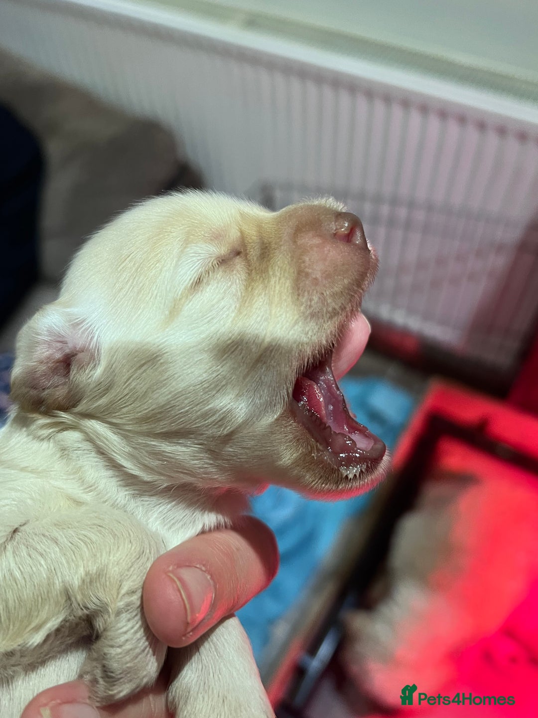 Cockapoo dogs for sale: F1B Cockapoo Puppies - Image 22