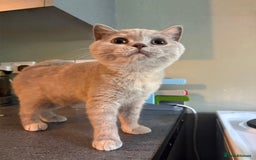 British Shorthair cats for sale: Ready nowBeautiful lilac tortie kitten - Image 9