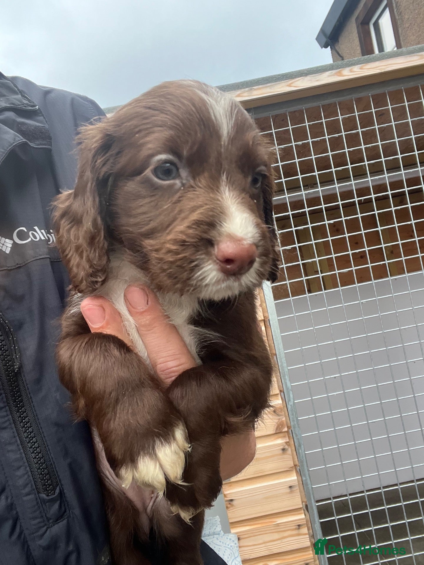 Cocker Spaniel dogs Last Chocolate & White Girl - Kc registered  - Advert 1