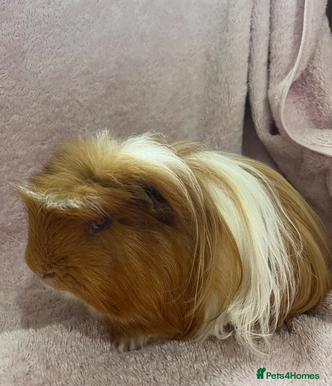 Guinea Pig rodents for sale: 4 x Guinea pig ginger boars available 12 weeks - Advert 4