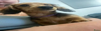 Purple - Miniature Dachshund