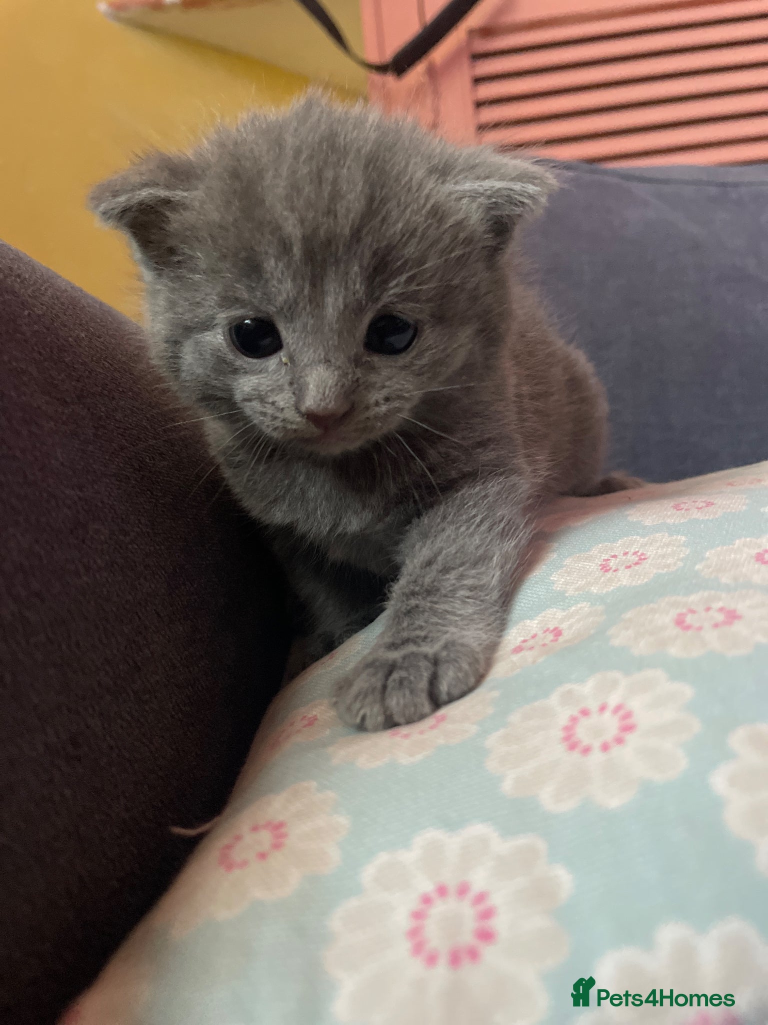 Mixed Breed cats for sale: Scottish mixed kittens  in Goole - Advert 2