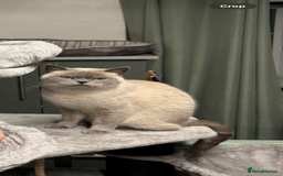 British Shorthair cats for sale: Half British blue short hair  - Image 3