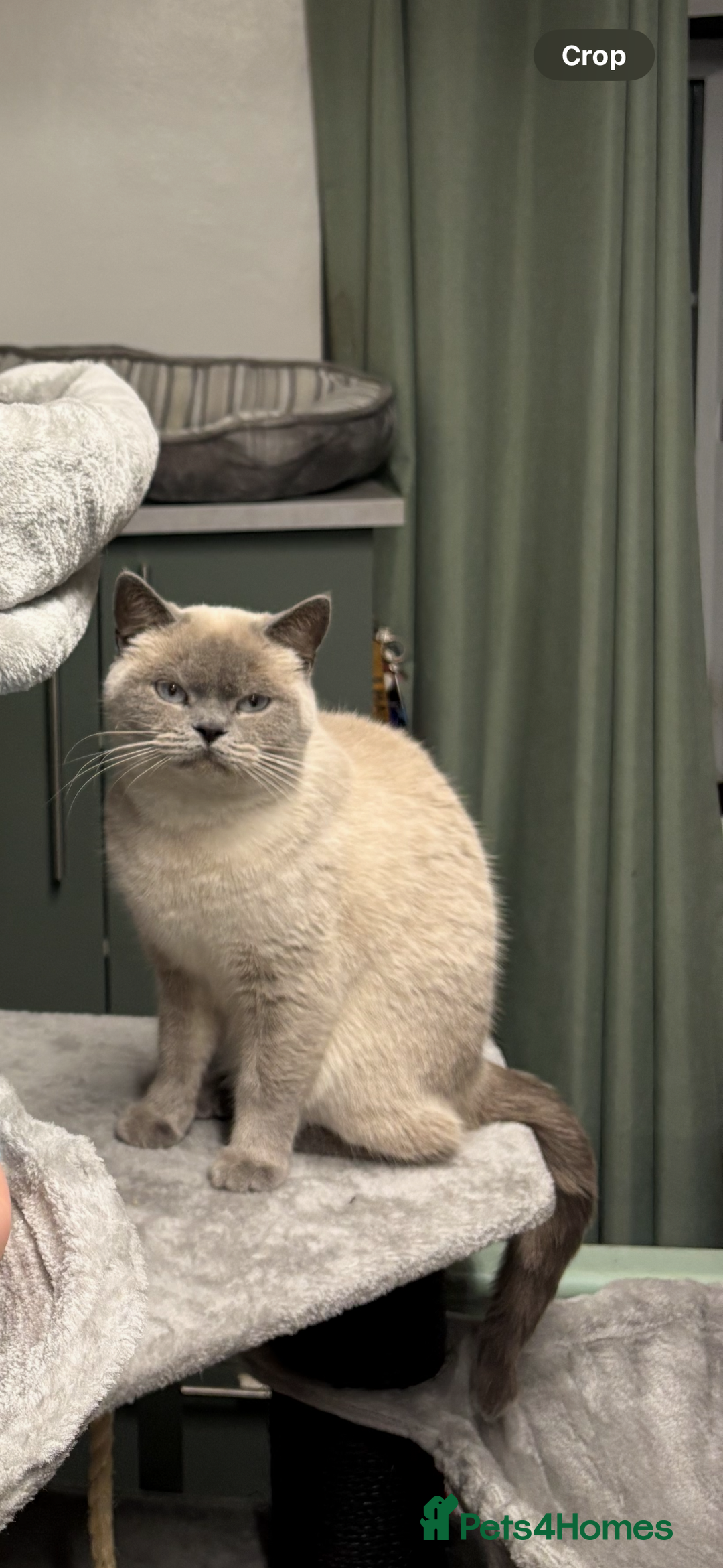 British Shorthair cats for sale: Half British blue short hair  - Image 3