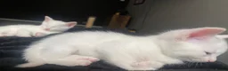 Mixed Breed cats for sale: Gorgeous kittens  in Stourbridge - Advert 5