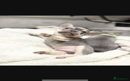 French Bulldog dogs for sale: French bulldog puppies  - Image 8