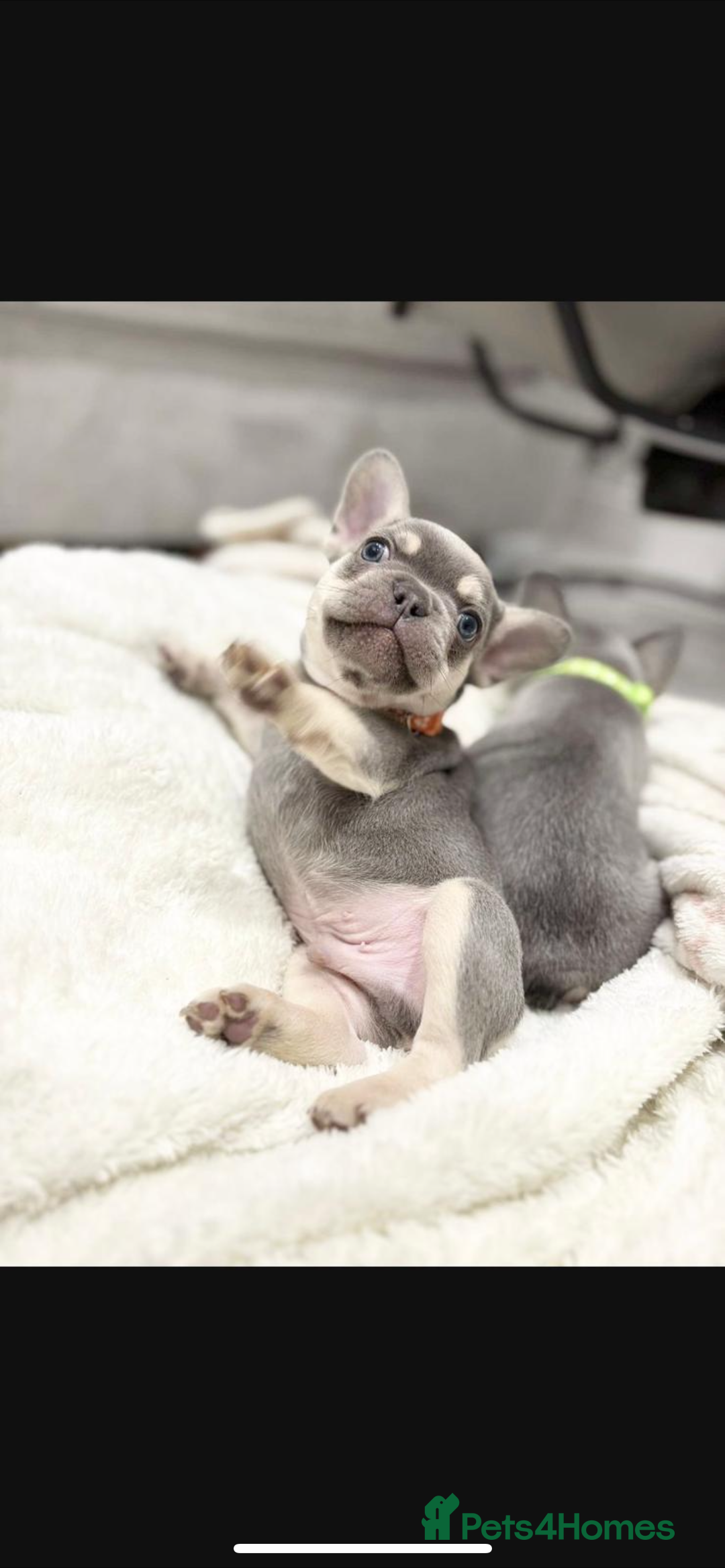 French Bulldog dogs for sale: French bulldog puppies  - Image 8