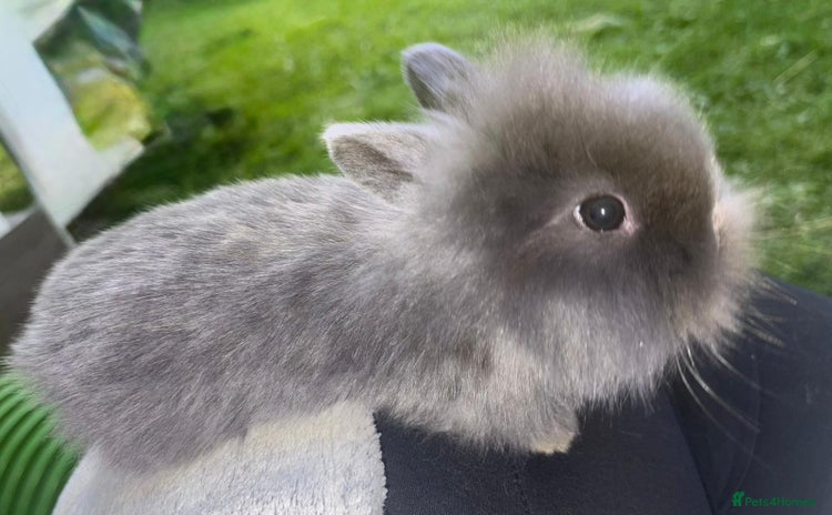 Lionhead rabbits - Advert 10