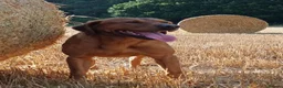 Labrador Retriever dogs for sale: Top Quality KC registered Labrador pups - Advert 6