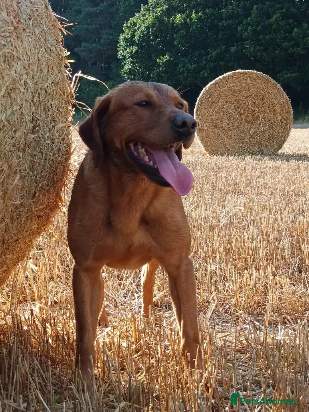 Labrador Retriever dogs for sale: Top Quality KC registered Labrador pups - Advert 6