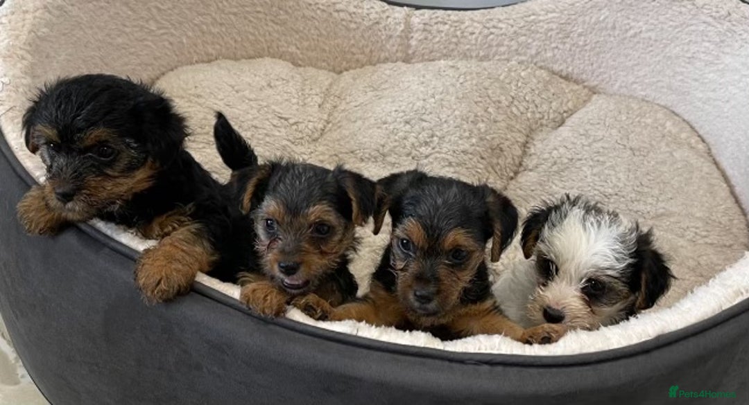 Yorkshire Terrier dogs for sale: Yorkshire terrier mini pups  - Image 13