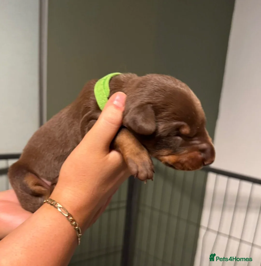 Dobermann dogs for sale: Chocolate & Isabella Doberman puppies for sale  - Advert 23