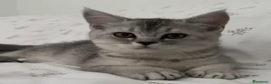Scottish Fold Kitten 3