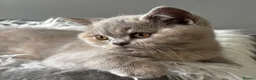 British Shorthair cats for sale: **GCCF British Shorthair / Longhair Kittens** - Advert 9