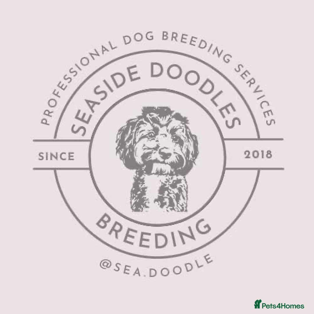 Cockapoo dogs for sale: BEAUTIFUL LITTER OF COCKAPOO  - Advert 9