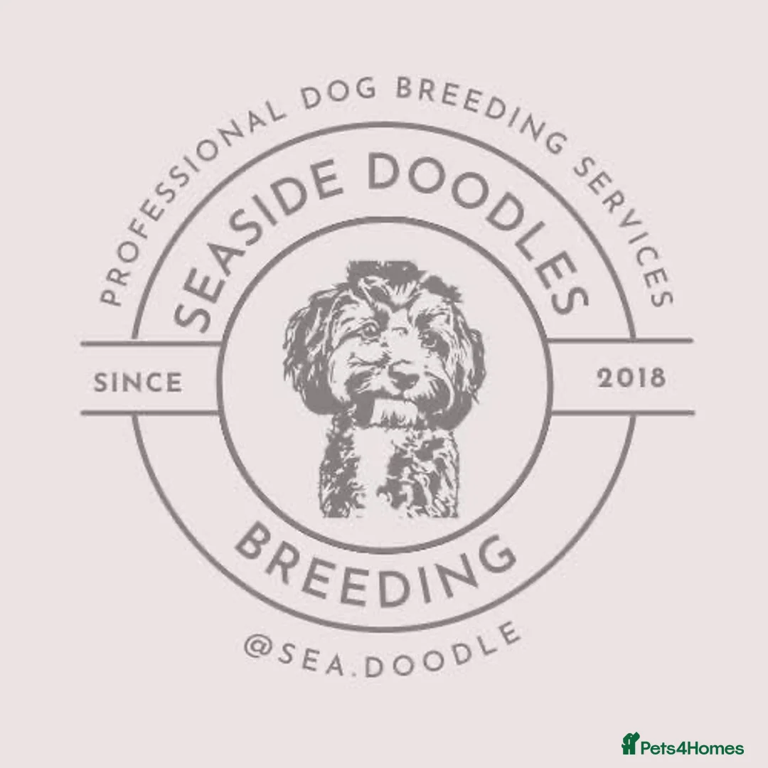 Cockapoo dogs for sale: ONLY TWO GIRLS LEFT BEAUTIFUL LITTER OF COCKAPOO  - Advert 11