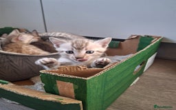 Bengal cats for sale: Beautiful bengal kittens  - Image 14
