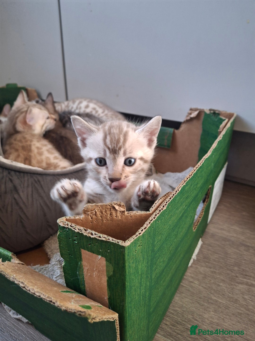 Bengal cats for sale: Beautiful bengal kittens  - Image 14