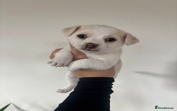 Chorkie dogs for sale: Beautiful chorkie boy.  - Image 3