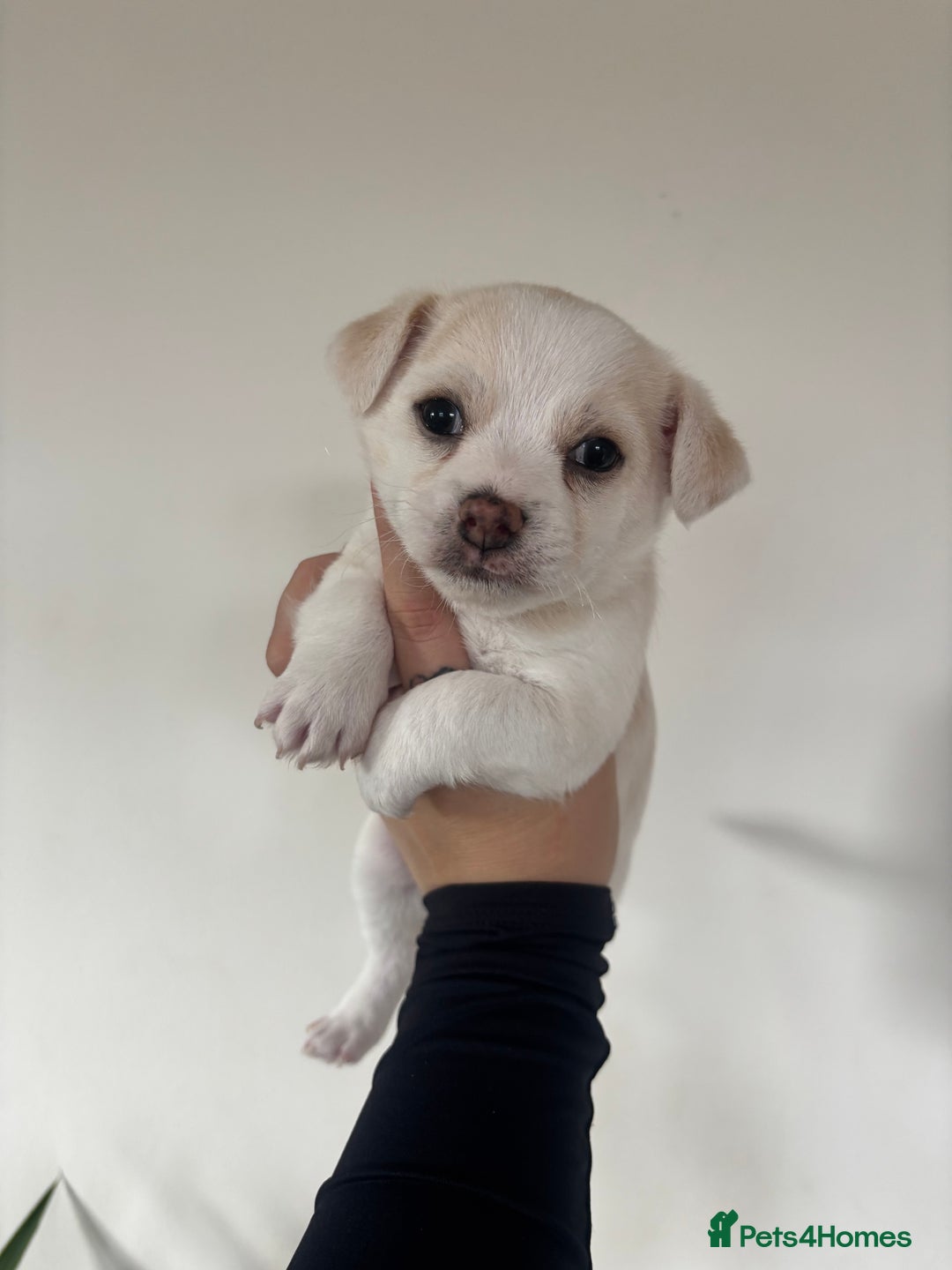 Chorkie dogs for sale: Beautiful chorkie boy.  - Image 3