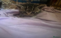 Persian cats for sale: Part pursian kittens for sale  - Image 4